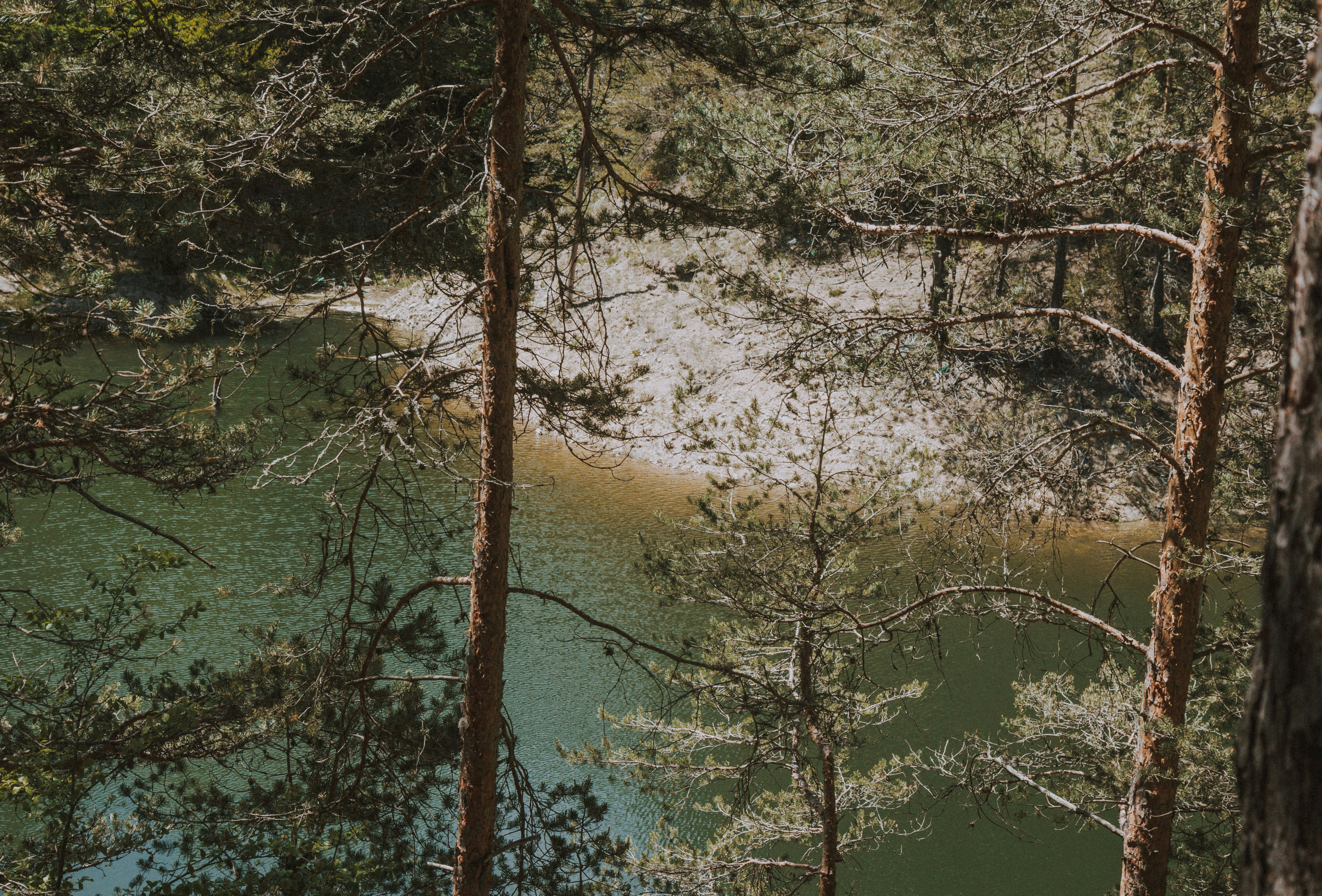 brown and white trees beside river during daytime